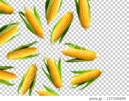 Juicy corn cobs with green husks displayed in seamless layout, isolated on white backdrop, concept of organic food and harvest 137100809