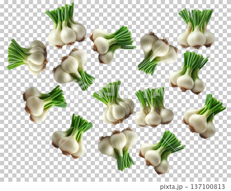 Multiple fresh spring garlic bunches with green stalks arranged isolated on white background, concept of harvest Multiple fresh spring garlic bunches with green stalks arranged isolated on white background, concept of harvest 137100813
