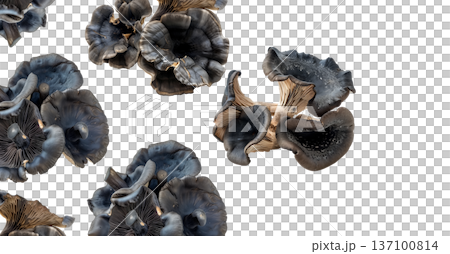 Variety of edible mushrooms with intricate textures and gills, isolated on white background, concept of natural food 137100814