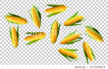 Juicy corn cobs with green husks displayed in seamless layout, isolated on white backdrop, concept of organic food and harvest 137100823