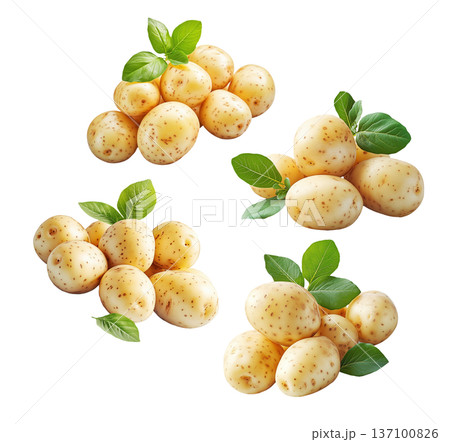 Multiple clusters of fresh raw potatoes with green leaves isolated on a white background, organic food and harvest concept Multiple clusters of fresh raw potatoes with green leaves isolated on a white background, organic food and harvest concept 137100826