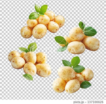 Multiple clusters of fresh raw potatoes with green leaves isolated on a white background, organic food and harvest concept Multiple clusters of fresh raw potatoes with green leaves isolated on a white background, organic food and harvest concept 137100826