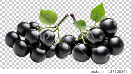Fresh ripe black jamun fruits or jabuticaba with green leaves, isolated on white background. Concept of tropical summer fruits Fresh ripe black jamun fruits or jabuticaba with green leaves, isolated on white background. Concept of tropical summer fruits 137100862