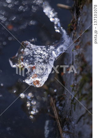 氷に閉ざされた落ち葉 氷に閉ざされた落ち葉 137101078