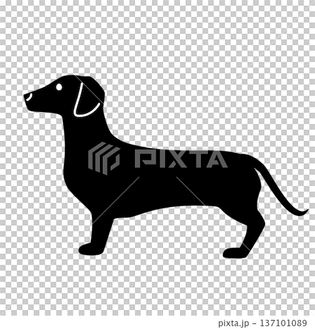 Vector illustration of a dog (dachshund) 137101089