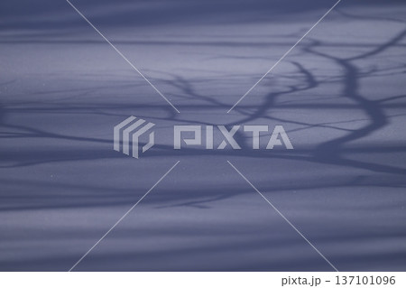 雪原に映る樹木の影 137101096