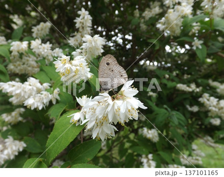 ウツギの花の蜜を吸うヒメウラナミジャノメ ウツギの花の蜜を吸うヒメウラナミジャノメ 137101165