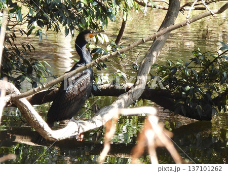 カワウ カワウ 137101262