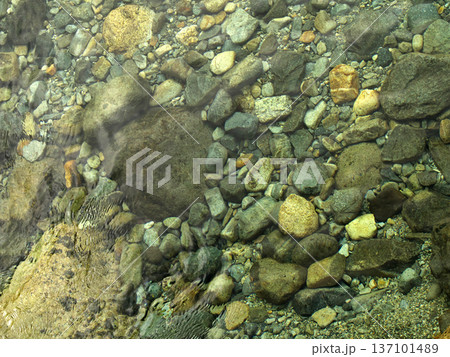 川の流れの中の小石 川の流れの中の小石 137101489