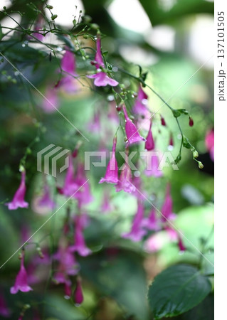 雨に濡れたフリワケサンゴバナの蕾と花 雨に濡れたフリワケサンゴバナの蕾と花 137101505