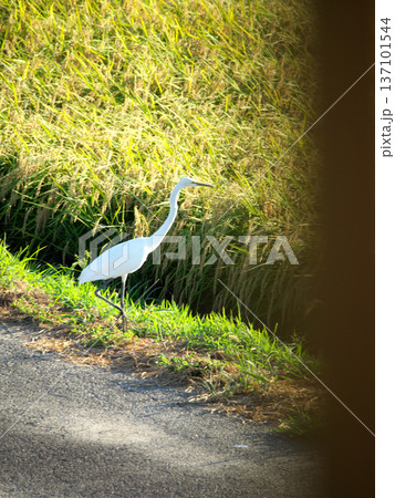 田んぼ脇に佇むサギ 137101544