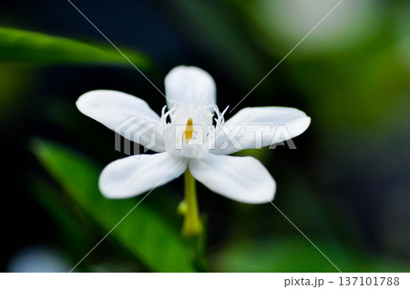 Arctic Snow, Milky Way or Snowflake or Sweet Indrajao or Winter Cherry Tree or Wrightia antidysenterica or APOCYNACEAE 137101788