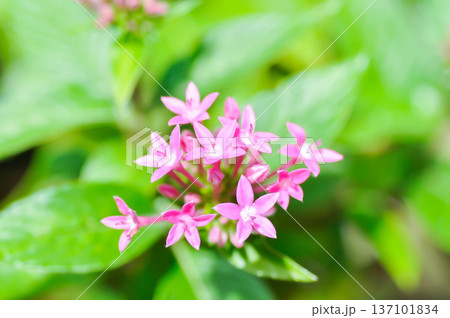 Pentas lanceolata , Egyptian star cluster or RUBIACEAE or Egyptian starcluster or Starflower or pink Egyptian starcluster flowers Pentas lanceolata , Egyptian star cluster or RUBIACEAE or Egyptian starcluster or Starflower or pink Egyptian starcluster flowers 137101834