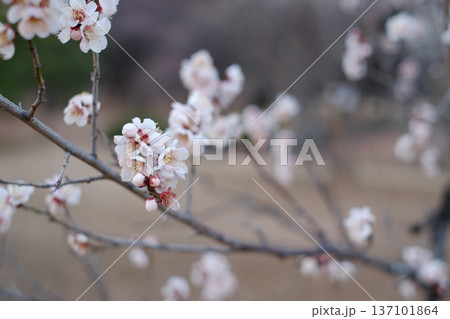 日本の春に咲く美しい梅の花 日本の春に咲く美しい梅の花 137101864