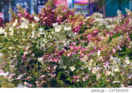 Pink white decorative shrub Hydrangea Paniculata for decorating parks Pink white decorative shrub Hydrangea Paniculata for decorating parks 137101955