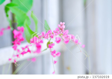 Antigonon leptopus Hook and Arn, Coral vine or Mexican creeper or Chain of love or Pink vine or Honolulu Creeper or POLYGONACEAE Antigonon leptopus Hook and Arn, Coral vine or Mexican creeper or Chain of love or Pink vine or Honolulu Creeper or POLYGONACEAE 137102019