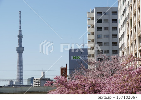 旧中川の河津桜 137102067
