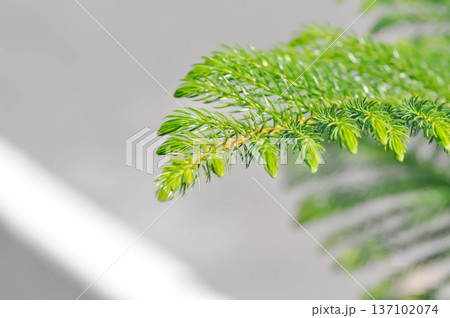 Araucaria cunninghamii, Araucaria heterophylla or Araucaria heterophylla Salisb Franco or Araucariaeae or Hoop pine or House Pine or Norfolk Island Pine or pine tree Araucaria cunninghamii, Araucaria heterophylla or Araucaria heterophylla Salisb Franco or Araucariaeae or Hoop pine or House Pine or Norfolk Island Pine or pine tree 137102074