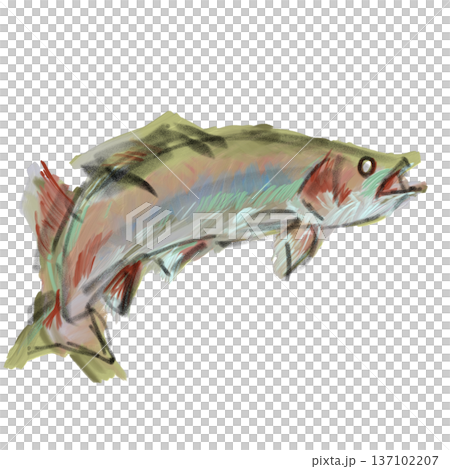 Rainbow trout painted in watercolor 137102207