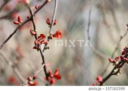 ボケの花 赤色 春 2月 ボケの花 赤色 春 2月 137102399
