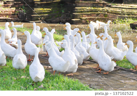 duck or ducks on the farm , farm animal duck or ducks on the farm , farm animal 137102522