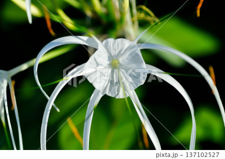 Beach Spider Lily, Giant lily or Hymenocallis littoralis or Hymenocallis littoralis Salisb or Spider lily or amaryllidaceae 137102527