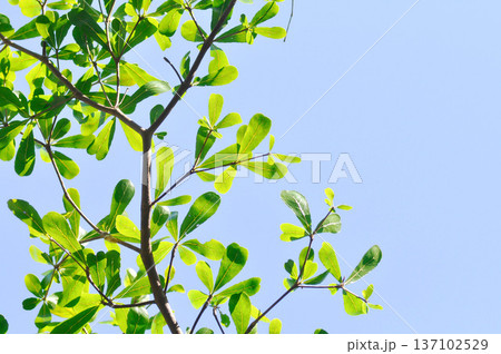 Black afara, combretaceae or Ivory Coast almond or Terminalia ivorensis Black afara, combretaceae or Ivory Coast almond or Terminalia ivorensis 137102529