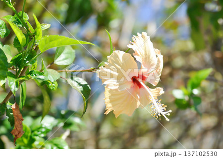 Chinese rose or Hibiscus or Hibiscus rosa sinensis or Hibisceae or Malvaceae , white hibiscus or cream hibiscus Chinese rose or Hibiscus or Hibiscus rosa sinensis or Hibisceae or Malvaceae , white hibiscus or cream hibiscus 137102530