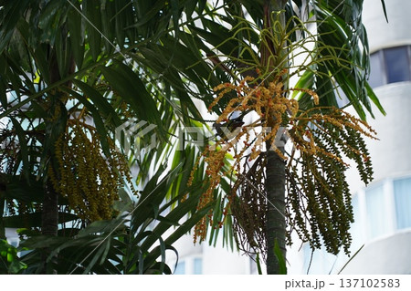 Palm Tree With Flowers and Fruits in Natural Light Palm Tree With Flowers and Fruits in Natural Light 137102583