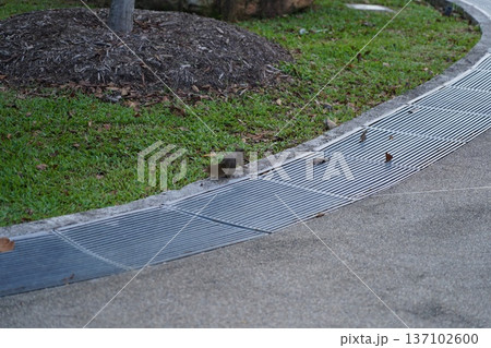 Squirrel Foraging on a Grate Near Green Lawn Squirrel Foraging on a Grate Near Green Lawn 137102600