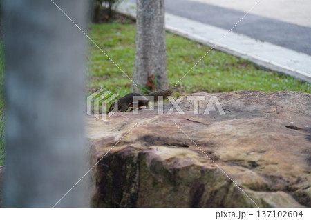 Squirrel on Rock Outdoor Wildlife Animal Photography 137102604
