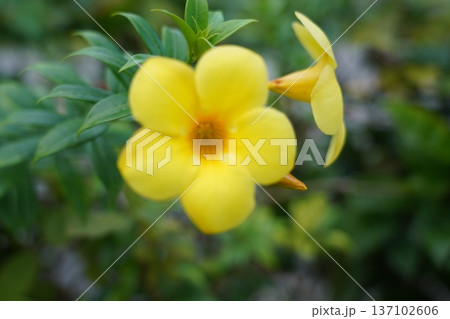 Bright Yellow Allamanda Flower Close Up Beauty 137102606
