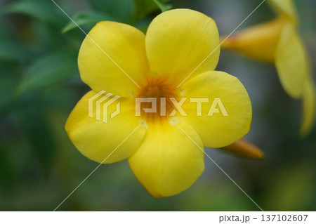 Close up of a Vibrant Yellow Allamanda Flower Close up of a Vibrant Yellow Allamanda Flower 137102607