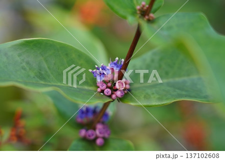 Beautiful Beach Verbena Flowers Close Up 137102608