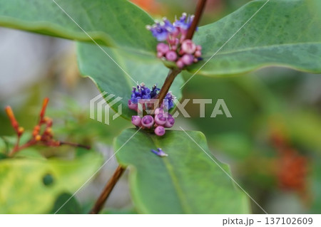 Dichroa febrifuga Flowers and Leaves Close Up 137102609