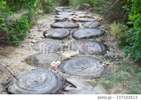 Wooden Log Path Through Lush Greenery Scenery Wooden Log Path Through Lush Greenery Scenery 137102613