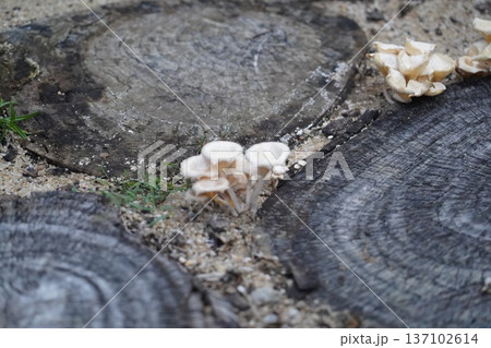 White Mushrooms Growing on a Tree Stump in Nature White Mushrooms Growing on a Tree Stump in Nature 137102614