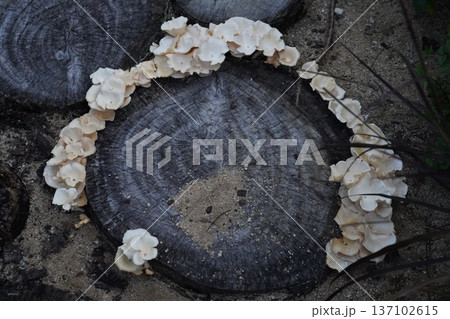 Oyster Mushrooms Growing on a Tree Stump Outdoors Oyster Mushrooms Growing on a Tree Stump Outdoors 137102615