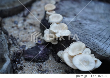 Mushrooms Growing on a Log Woodland Scene Mushrooms Growing on a Log Woodland Scene 137102620