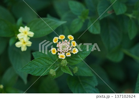 Delicate Yellow and White Lantana Flower Macro Shot Delicate Yellow and White Lantana Flower Macro Shot 137102624