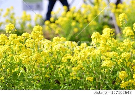 菜の花 お花 春 黄色 2月 【神奈川県】 137102648