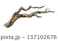 Dry tree branch hand drawn watercolor illustration. Vintage style botanical dry twig natural decoration. Big tree beautifully curved branch element isolated on white background 137102676