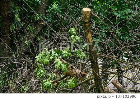 Cleaning of fallen broken trees felled after storm 137102990
