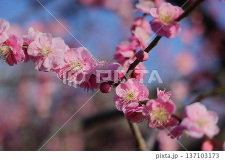 青空に映える大阪城公園の梅の花 137103173