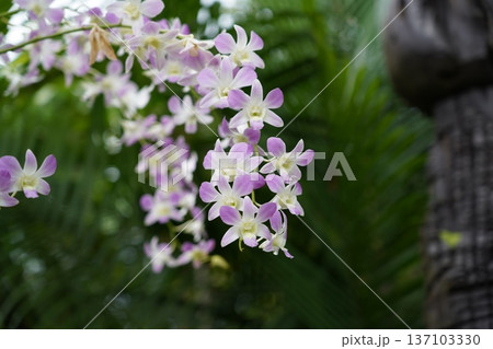 Elegant Lavender and White Dendrobium Orchid Blooms 137103330
