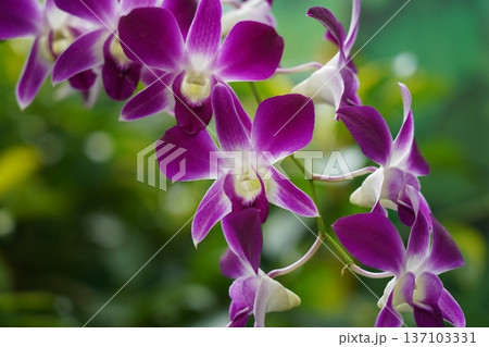Vibrant Purple Dendrobium Orchid Flowers in Tropical Garden 137103331