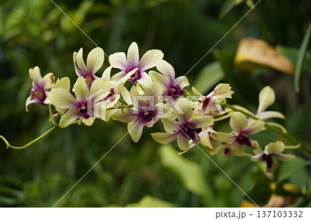 Vibrant Dendrobium Orchid Blooms Exotic Floral Beauty 137103332