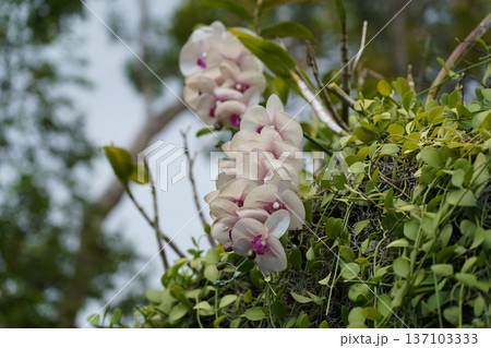 Close-up of Delicate Phalaenopsis Orchids and Green Dischidia 137103333