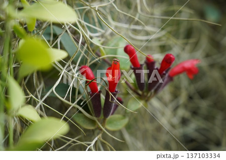 Vibrant Red Lipstick Plant Flowers with Spanish Moss Detail 137103334