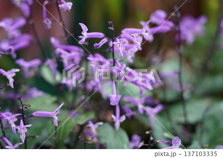 Vibrant Purple Plectranthus Flowers Macro Detail Vibrant Purple Plectranthus Flowers Macro Detail 137103335